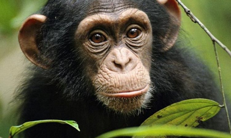 Multi Rwanda safari adventure