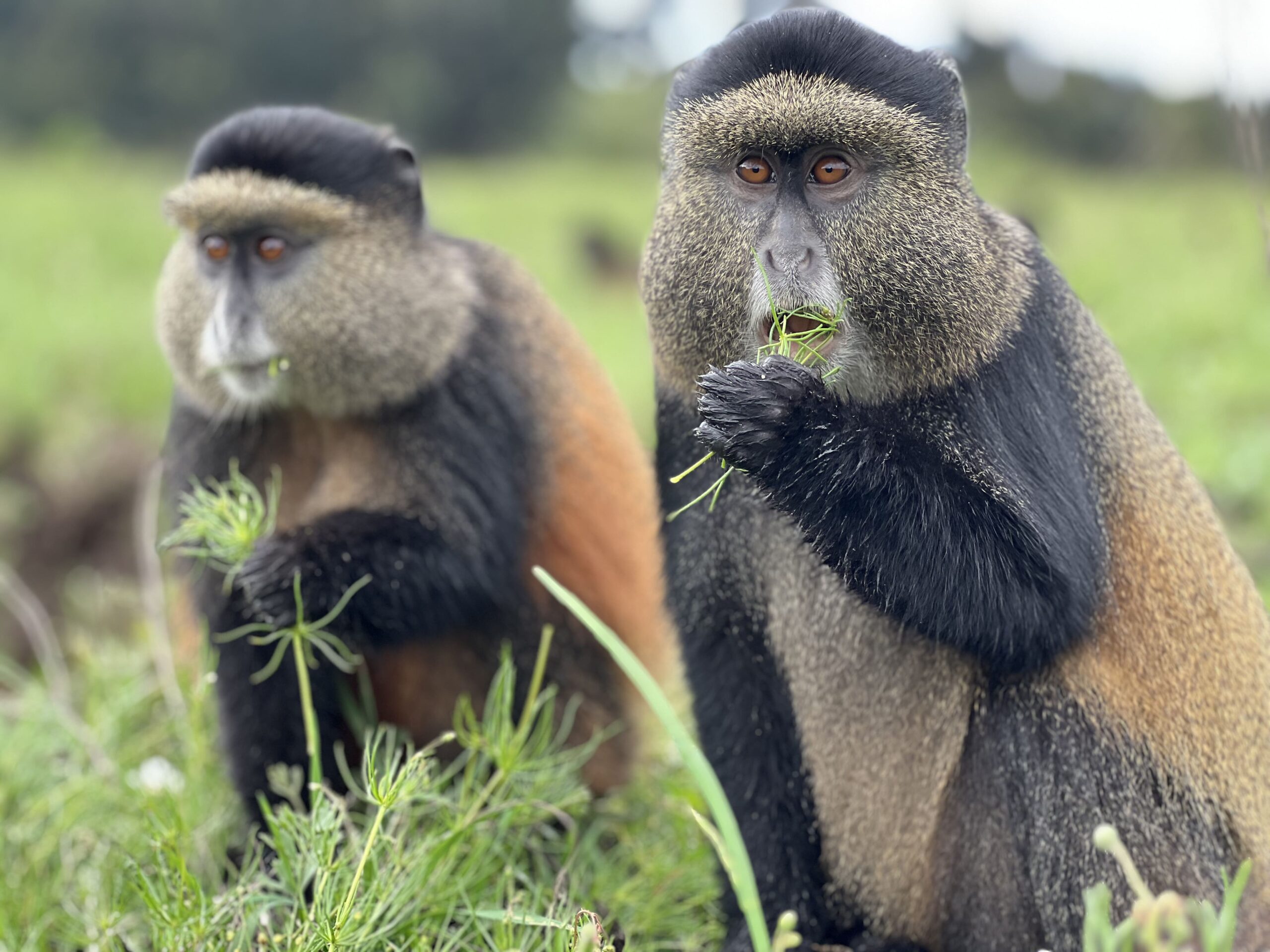 Golden monkey and Gorilla trekking experience