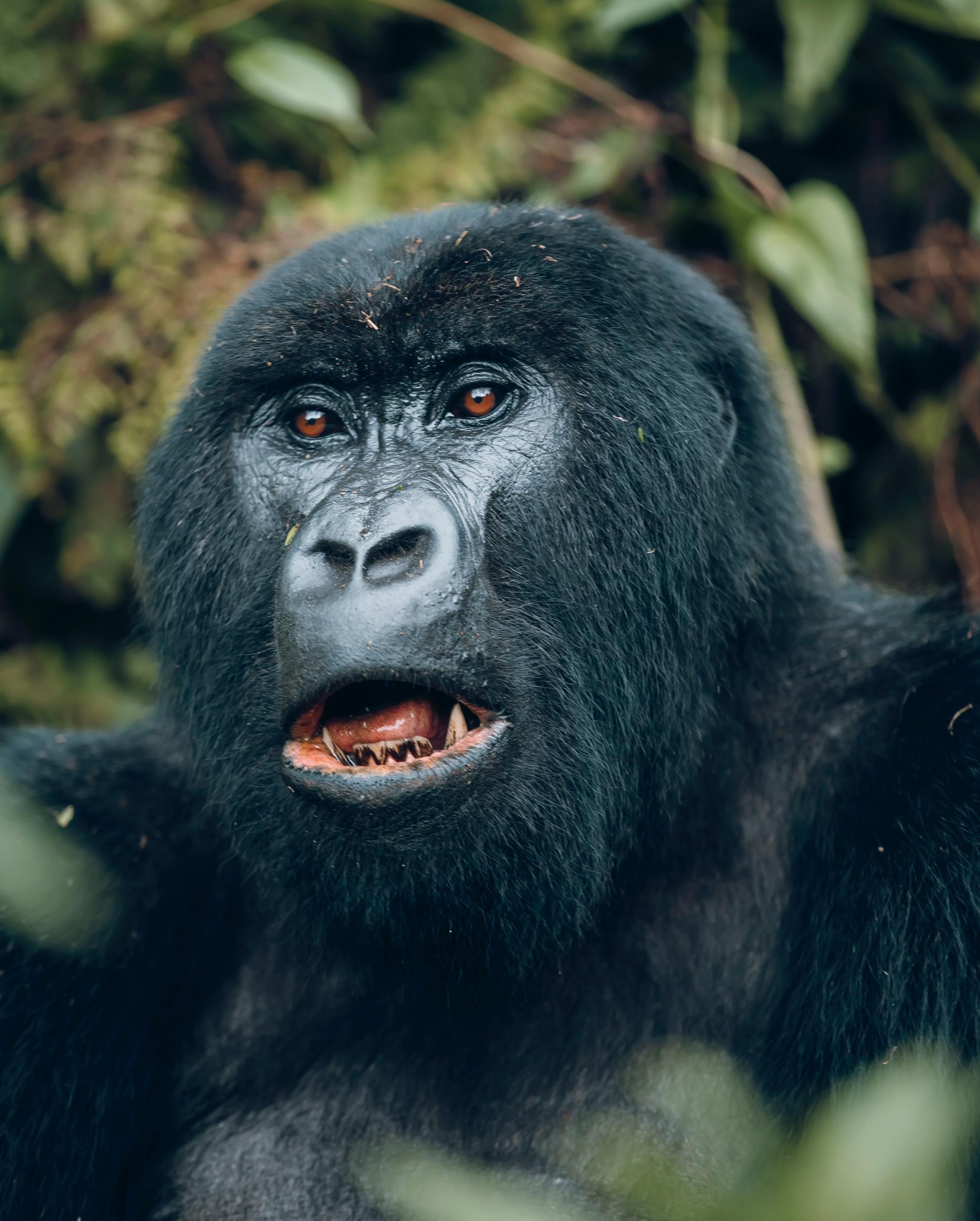 Gorilla trekking experience 