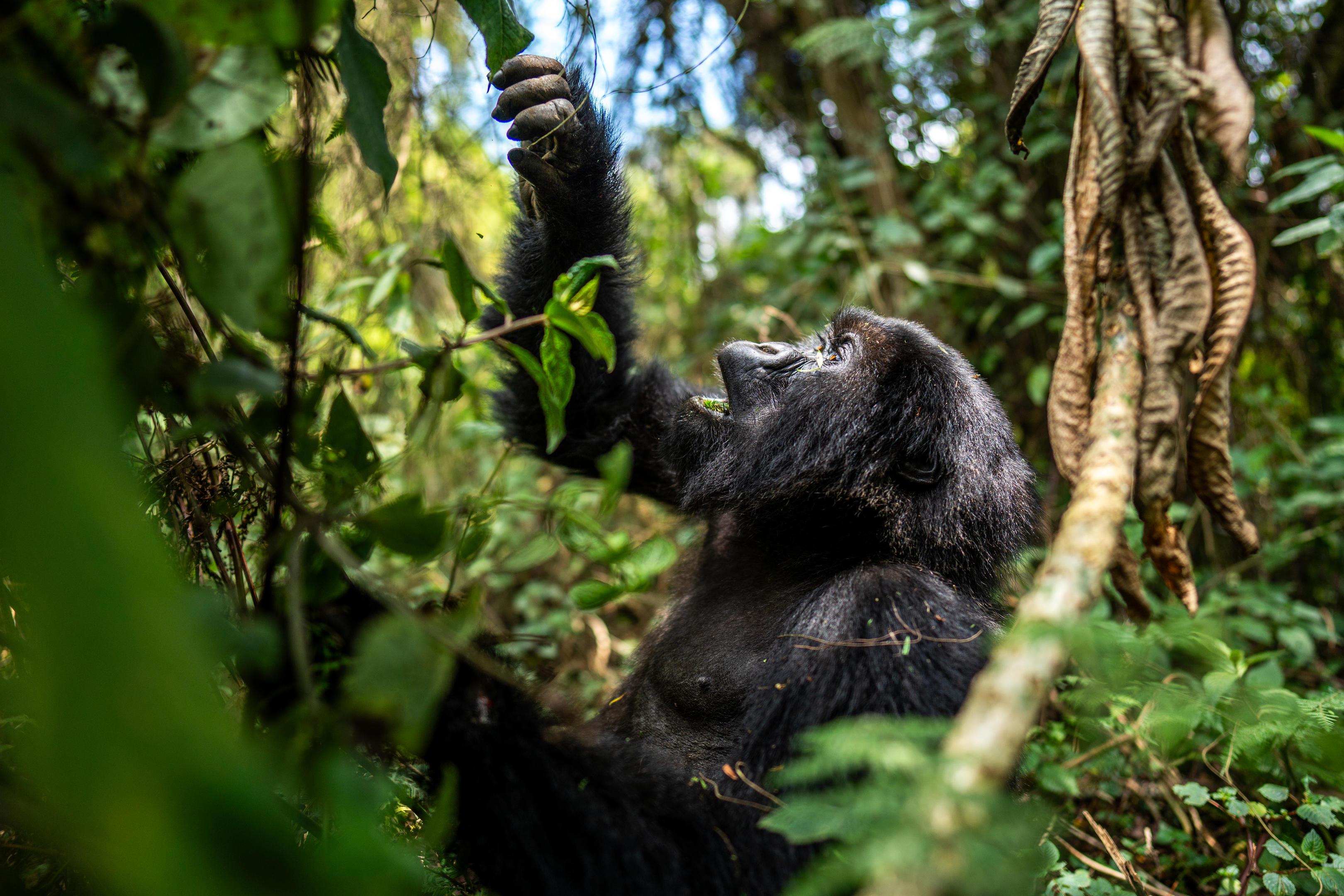 Love story with nature, wildlife and culture