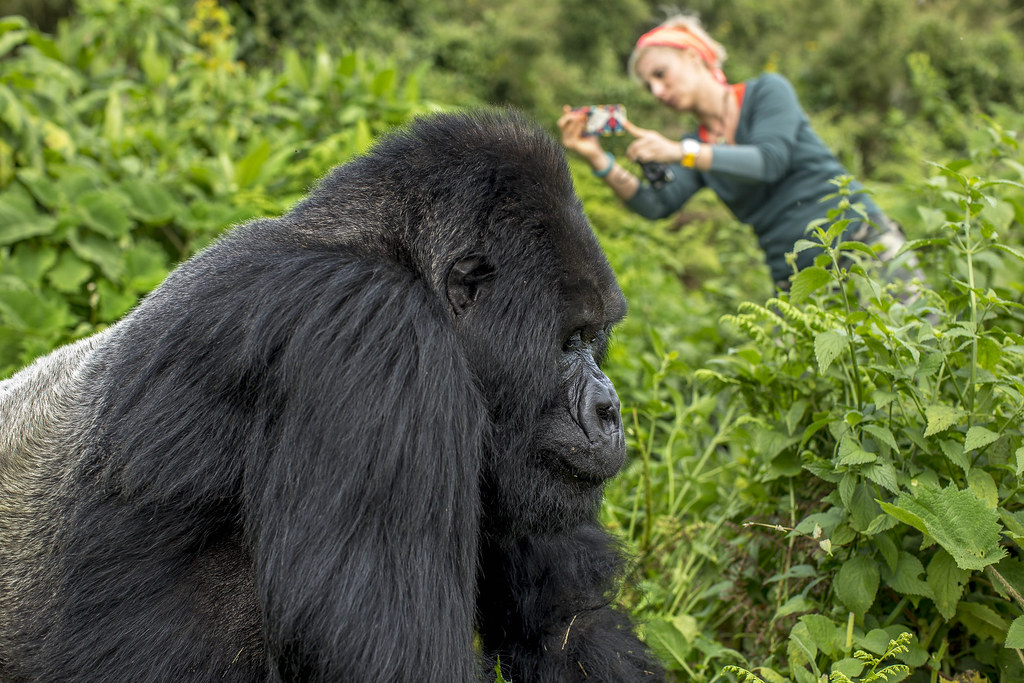 Rwanda Gorilla trekking experience & Kigali genocide memorial visit